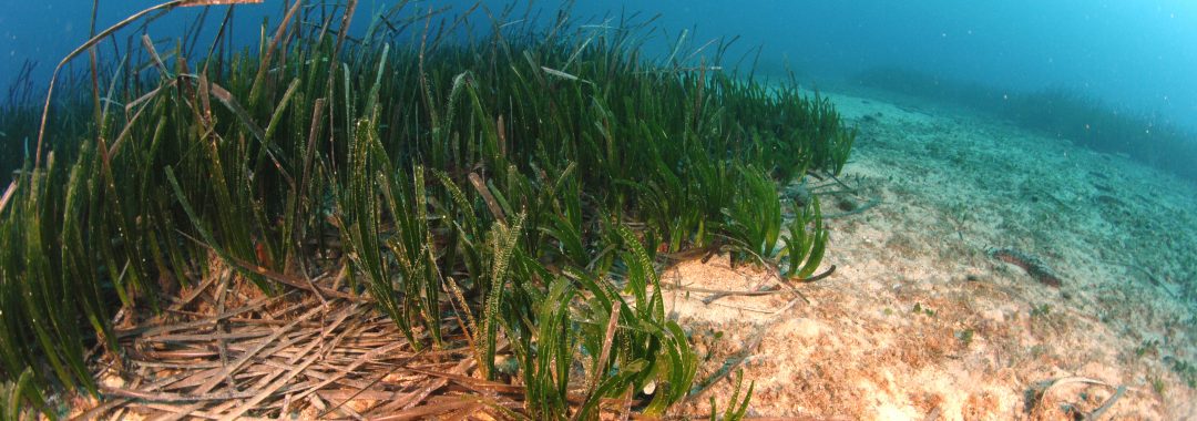 Seagrass