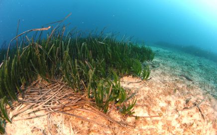 Seagrass