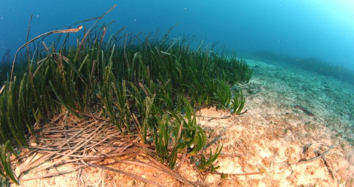 Seagrass