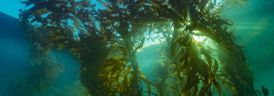 Giant kelp