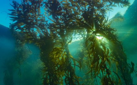 Giant kelp