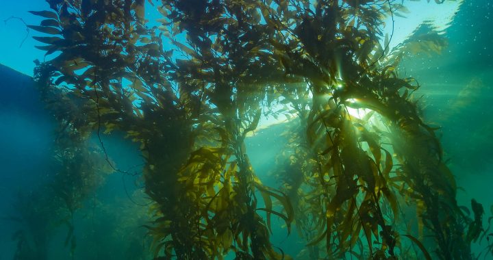 Giant kelp