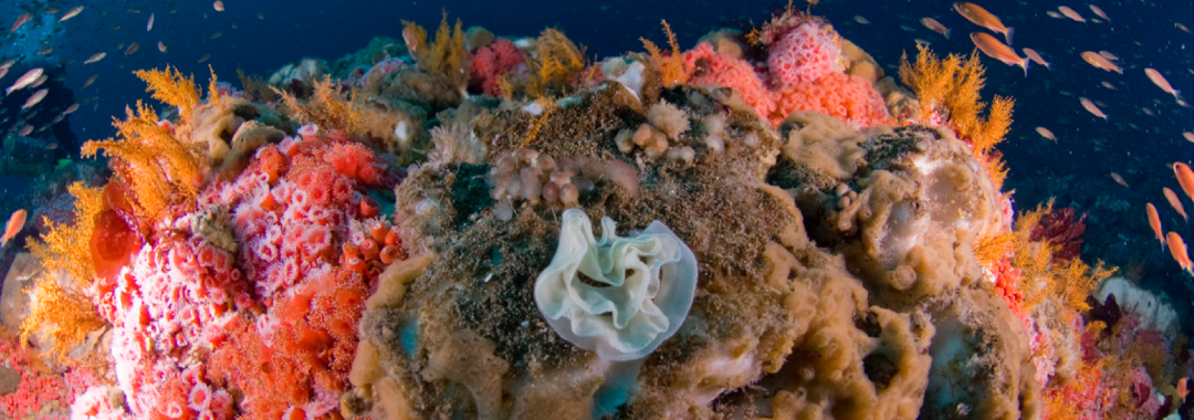 Coral reef covered in anemones, teeming with life.