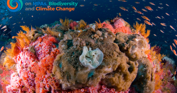 Coral reef covered in anemones, teeming with life.