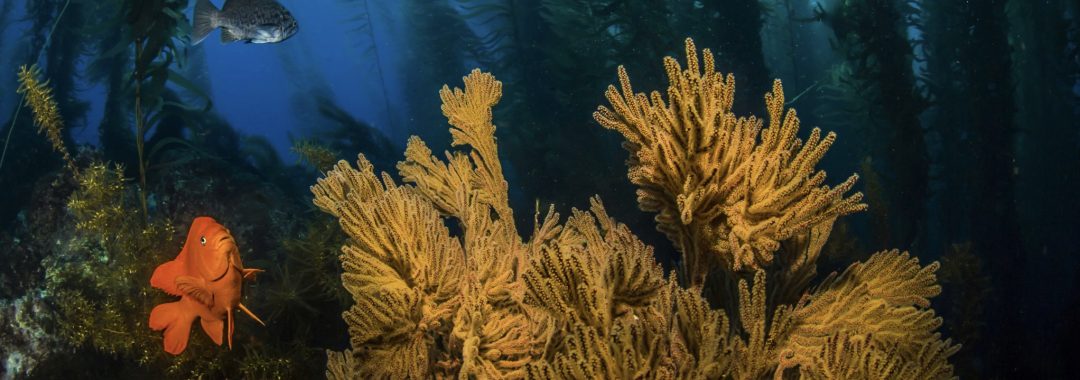 Giant kelp forest with a gorgonian and garibaldi in the understory