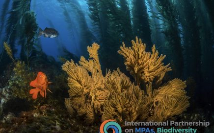 Giant kelp forest with a gorgonian and garibaldi in the understory