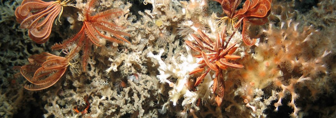 Lophelia pertusa