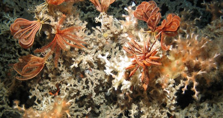 Lophelia pertusa