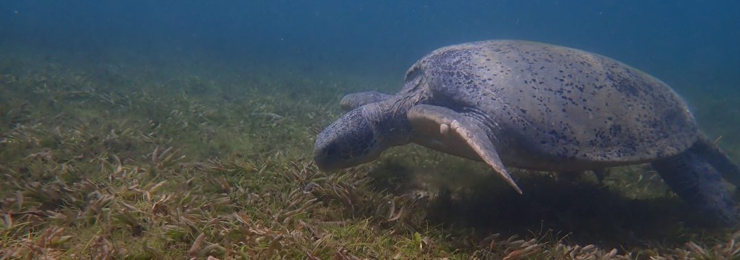 A green turtle feeds on a seagrass bed