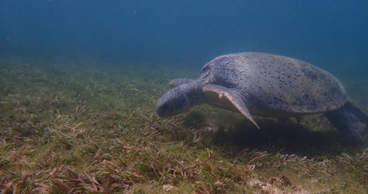 A green turtle feeds on a seagrass bed